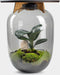 Terrarium | Eiken Tafel | Bonsai plant | Grijs glas | ↑55cm -Ø35cm