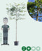 Groene leibeuk 150 cm | Fagus sylvatica 8-12 cm 150 cm| Bomenbezorgd.nl