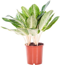 Aglaonema Key Lime ↨ 70cm - hoge kwaliteit planten