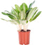 Aglaonema Key Lime ↨ 70cm - hoge kwaliteit planten