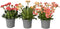 Plant in a Box - Lewisia cotyledon 'Bitterkruid' - Mengsel van 3 - Roze, Oranje, Paars - Bloeiende tuinplant - Winterhard - Pot 10cm - Hoogte 10-20cm