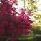 Plant in a Box - Bougainvillea - Bougainvillea op rek - Roze bloemen - Klimplant - Tuinplant - Pot 17cm - Hoogte 50-60cm