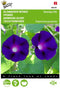 5 stuks - Buzzy - Ipomoea Grandpa Ott Tuinplus