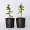 Plant in a Box - Rubus fruticosus 'Thornfree' - Set van 4 - Braam - Doornloze zwarte braam - Fruitplanten - Struik - ⌀15cm - Hoogte 50-60cm