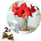 Plant in a Box - Amaryllis - Set van 2 - Hippeastrum - Bloembollen - Rode bloemen