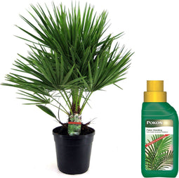 Plant in a Box - Chamaerops Humilis - Laag schild - Pokon - Tuinpalm - Winterhard - Pot 21cm - Hoogte 70-80cm