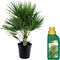 Plant in a Box - Chamaerops Humilis - Laag schild - Pokon - Tuinpalm - Winterhard - Pot 21cm - Hoogte 70-80cm