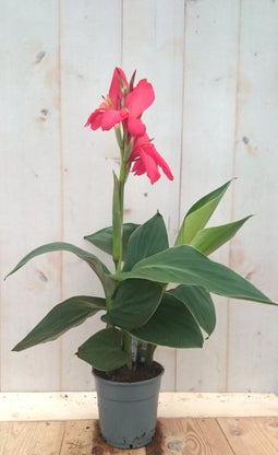 Canna rozerood
