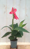 Canna rozerood