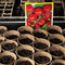Kweekpotten in set, biologisch afbreekbaar, voor planten, 80 stuks plantenpotten, cellulose, rond, 8