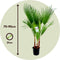 Plant in a box - Washingtonia Robusta met conditioner - Mexicaanse Palm - Winterhard - Hoogte 70-90cm - Pot 21cm