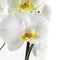 Phalaenopsis Springtime ↨ 60cm - 2 stuks - hoge kwaliteit planten
