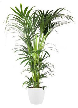 Goed & Groen - Howea Forsteriana (kentia) (in ELHO Brussels Rond Wit) - Kentia Palm - XL -↨ 160cm - Potmaat 27 - Exclusieve Kwaliteit Planten - Kamer Plant - Kamerplanten - Sfeer - Interieur