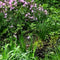 Customize it - Tuinschilderij lentetuin 70x50cm