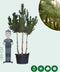 Grove den meerstammig | Pinus sylvestris | Bomenbezorgd.nl