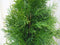 Conifeer Thuja Smaragd 110 cm