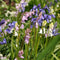 Plant in a Box - Hyacinthoides Hispanica Mix - Bloembollen x40 - Spaans Sterhyacint Mix - Bloembollenmix voor Tuin, Terras of Balkon