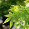 Plant in a Box - Japanse esdoorn - Acer palmatum 'Going Green' - Hoogte 25-40cm - Potmaat 10,5cm - boom - groen