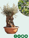 Olijfboom 'Bonsai' decoschaal | Olea europaea 70-80 cm | Bomenbezorgd.nl