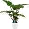 Decorum Alocasia Portodora - Elho brussels white – ↨ 80cm – ⌀ 21cm