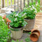 Plants by Frank | Aardbeien plant BIO Set van 6 | Aardbeien | 100% Biologisch gekweekt | Fruit tuin | Fruitplanten | Planten | Tuinplanten Winterhard | Fruitplant