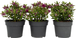 Plant in a Box - Hebe All Blooms 'Samona' - Roze - Hebe - Set van 3 - Tuinplant - Winterhard - Pot 13cm - Hoogte 30-35cm