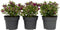 Plant in a Box - Hebe All Blooms 'Samona' - Roze - Hebe - Set van 3 - Tuinplant - Winterhard - Pot 13cm - Hoogte 30-35cm