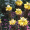 Plant in a Box - Musella lasiocarpa - Fruitboom - Set van 2 - Pot 9cm - Hoogte 25-40cm