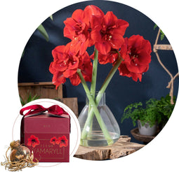 Plant in a Box - Amaryllis - Hippeastrum 'Gift box' - Bloembol - Rode bloemen
