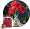 Plant in a Box - Amaryllis - Hippeastrum 'Gift box' - Bloembol - Rode bloemen