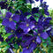Plant in a Box - Mix van 6 Clematis - Clematis hybrid 'Mme Le Coultre', 'Hagley Hybrid', 'Polish Spirit' - Pot 9cm - Hoogte 25-40cm