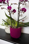 Capi Europe - Bloempot bol Groove Colours - 14x13 - Paars - Opening Ø11.9 - Bloempot voor binnen - 5 jaar garantie - BGVP132