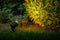 Garden Lights 12V Arcus spot - IP44