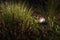 Garden Lights 12V Arcus spot - IP44