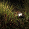 Garden Lights 12V Arcus spot - IP44