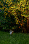 Garden Lights: Catalpa Tuinspot Set (3st) - Zilvergrijs