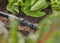 GARDENA 13203-20 Micro-Drip system Verbinder 13 mm (1/2) Ø