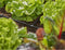 GARDENA 13211-20 Micro-Drip system T-stuk 4,6 mm (3/16)