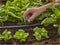 GARDENA Micro-Drip system Eindsproeier voor kleine oppervlakken 13 mm (1/2) Ø - 13306-20