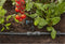 GARDENA Micro-Drip system Rijendruppelaar 4,6 mm (3/16) - 13314-20