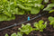 GARDENA Micro-Drip system Sproeier voor kleine oppervlakken 4,6 mm (3/16) - 13316-20