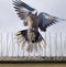 Gardigo Bird Repellent Spikes Spikes tegen duiven Functies Afschrikking 400 cm