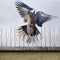Gardigo Bird Repellent Spikes Spikes tegen duiven Functies Afschrikking 400 cm