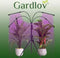 Gardlov LED Groeilamp 20 LED 4 stuks - Voor Hydrocultuur en Kasplanten - Verstelbaar