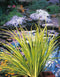 Acorus gramineus Ogon P9