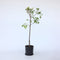 Plant in a Box - Prunus domestica 'Opal' - Pruimenboom - Fruitboom - Pot 21cm - Hoogte 90-100cm
