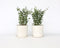 Plant in a Box - Eucalyptus Botanic Hearts - Set van 2 - Eucalyptusstruik - Tuinplant - Pot 19cm - Hoogte 40-50cm