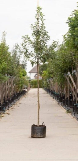 Sierappel Evereste | Malus 'Evereste' 10-14 cm | Bomenbezorgd.nl