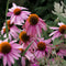 Plant in a Box - Echinacea Purpurea - Set van 10 - Rode zonnehoed - Wortelstokken - Bloeiende plant