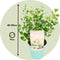 Plant in a Box - Eucalyptus Botanic Hearts - Set van 2 - Eucalyptusstruik - Tuinplant - Pot 19cm - Hoogte 40-50cm